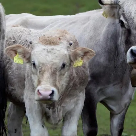 Haus Kella-egg Brand (Vorarlberg)